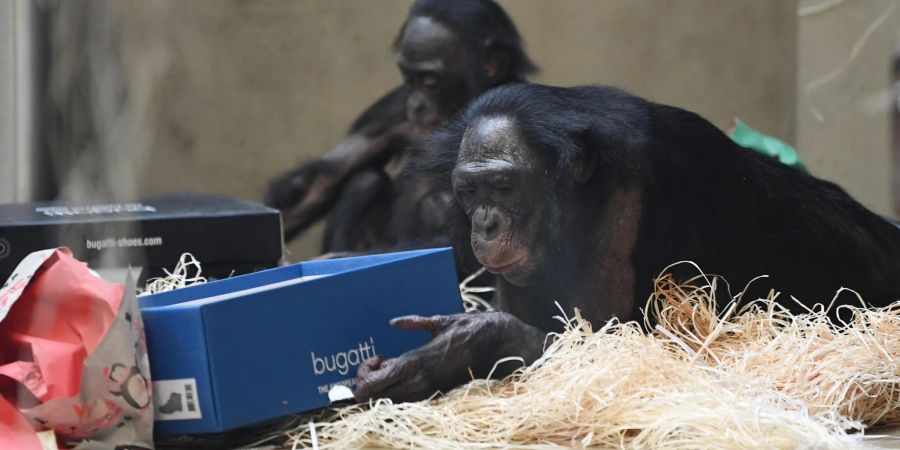 Bonobos in der Wilhelma in Stuttgart packen ihre Weihnachtsgeschenke aus.