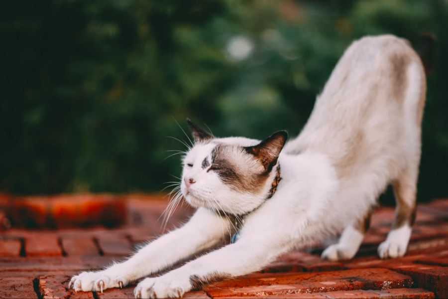 Katze mit Halsband