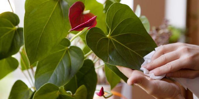Bitte saubermachen! Liegt auf den Blättern eine Schicht Staub, können Pflanzen kein Sonnenlicht aufnehmen – und dieser Lichtmangel beeinflußt ihre Gesundheit und ihr Wachstum. Staubtuch Anthurien Blüte Blatt Hände abwischen