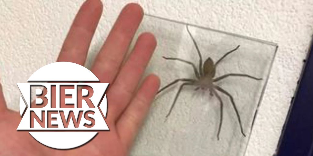 Rallye-Fahrer findet 100 Riesen-Spinnen in seinem Mercedes