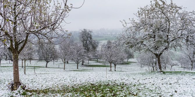 schnee