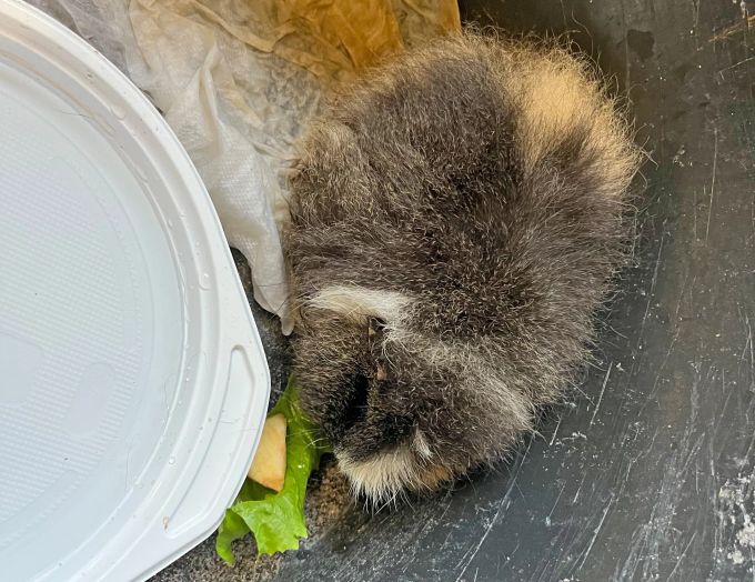 Beim Meerschwein handelt es sich gemäss Angabe des Tierschutzvereins um ein eher jüngeres Weibchen. Beim Meerschwein handelt es sich um ein eher jüngeres Weibchen.