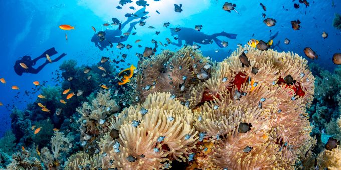 Unterwasserparadies: Bunte Fischschwärme ziehen durch die Korallenwelt vor Scharm El-Scheich und begeistern Taucher. Korallenriff Taucher bunt Unterwasserwelt
