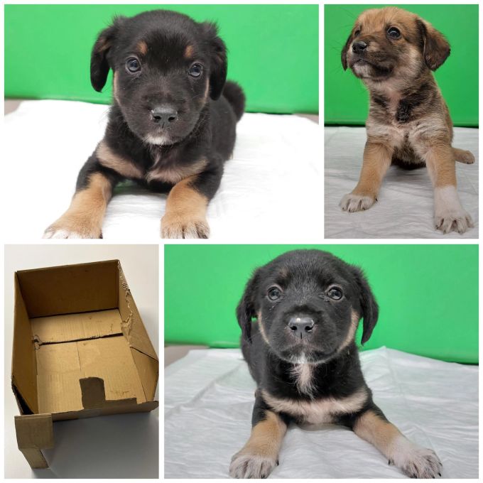 Foto der drei ausgesetzten Welpen sowie der Kartonbox in welcher diese gefunden wurden. Ausgesetzten Welpen.