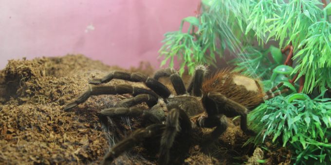 Die Haltung einer Vogelspinne bedeutet, sich spezielle Ausrüstung zulegen zu müssen. Vogelspinne Haltung Terrarium