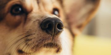 Nahaufnahme vom Hund