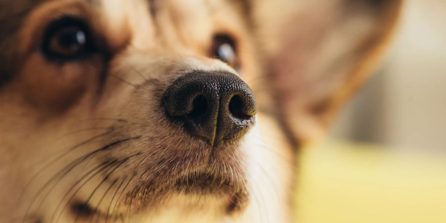 Nahaufnahme vom Hund