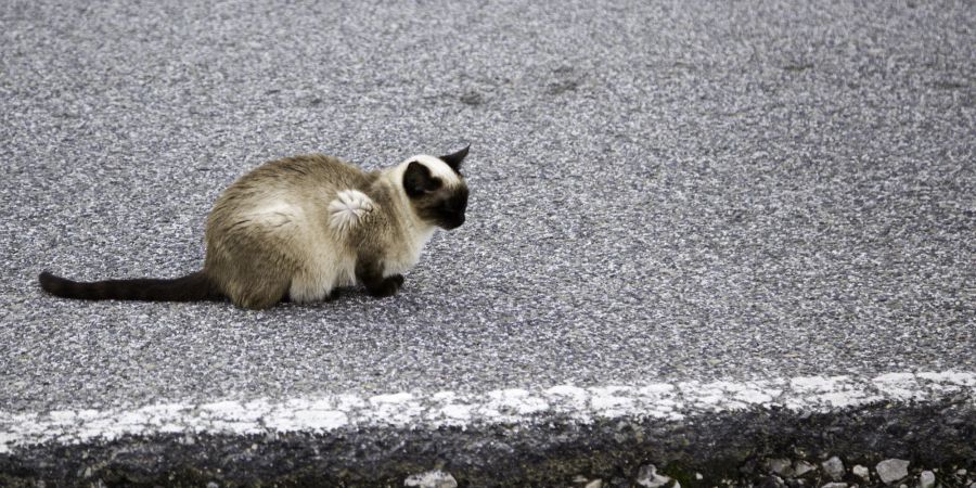 Katze auf Strasse