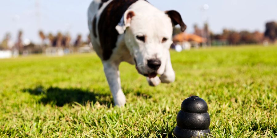 Hund mit Spielzeug