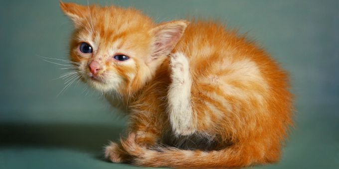 Kratzt sich die Katze häufig am Ohr, kann das ein Anzeichen für eine Infektion mit Ohrmilben sein. Katze, Ohrmilben, kratzen