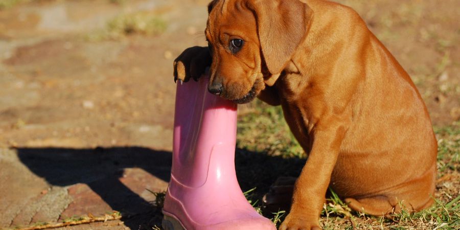 Hund kaut Gummistiefel