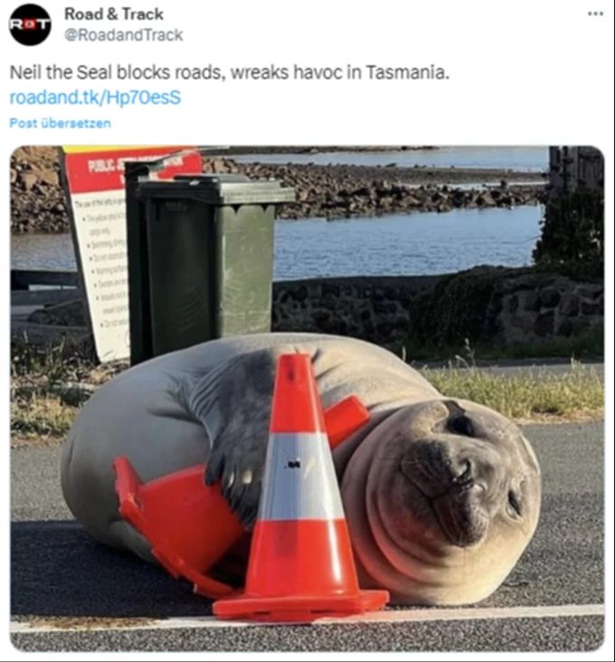 «Neil the Seal» versperrt öfters mal die Strasse. robbe