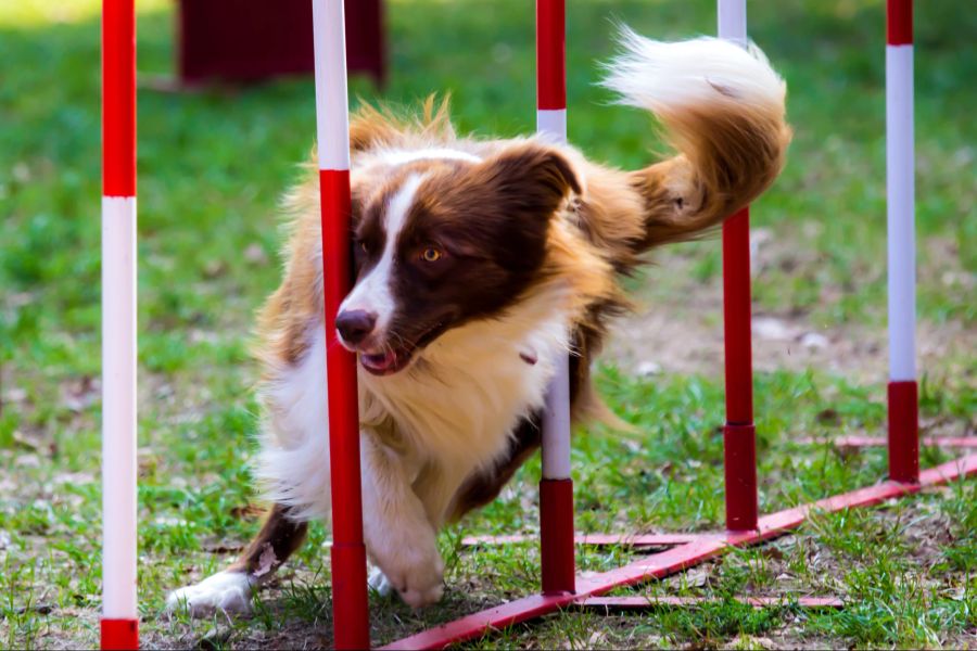 Hund beim Agility