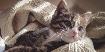 Katze