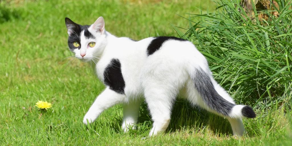 Was Sie über die Rolligkeit bei Katzen wissen sollten