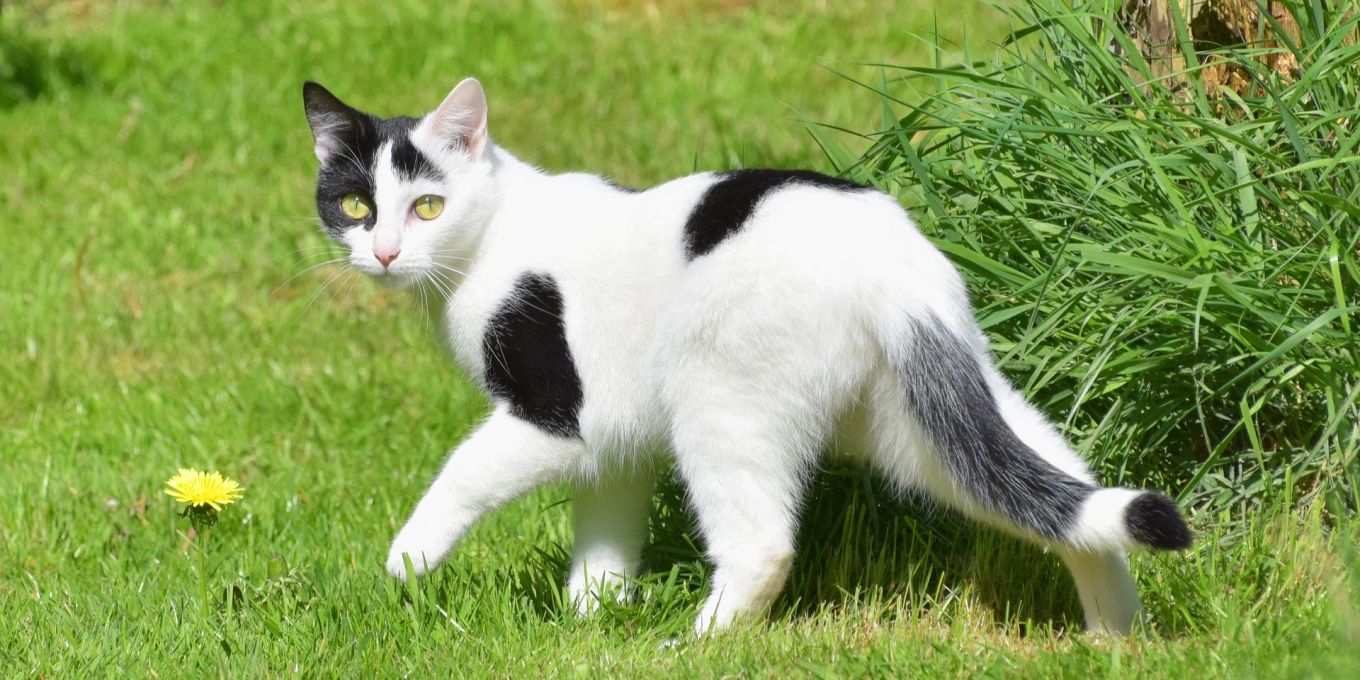 Was Sie ber die Rolligkeit bei Katzen wissen sollten | Nau.ch