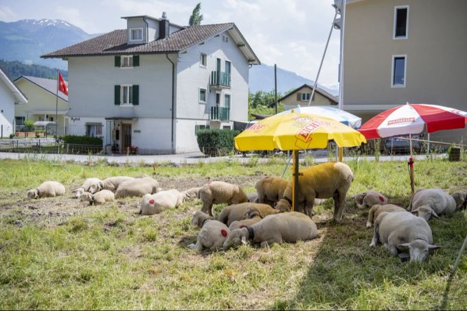 Schafe suchen im Schatten Abkühlung. Schatten