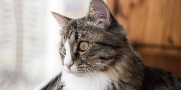 Katze am Fenster