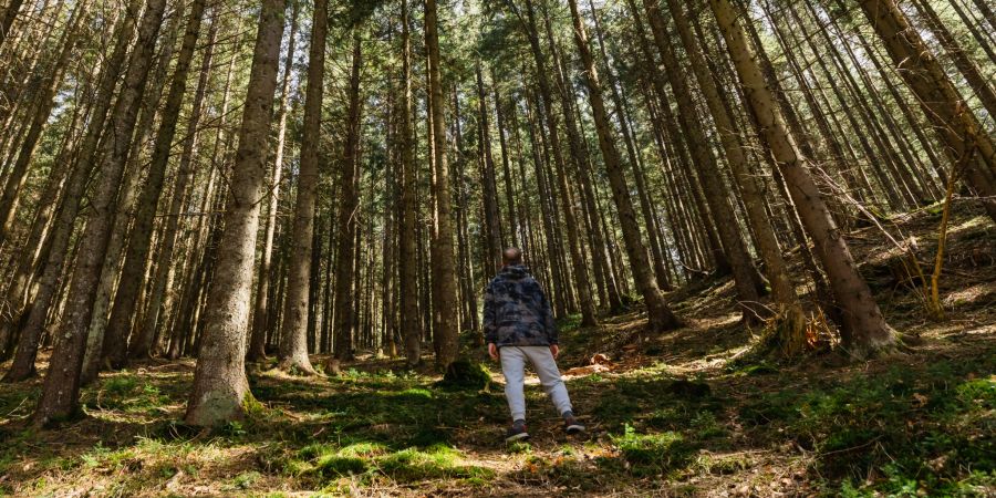 mann, rückansicht, wald, sonne