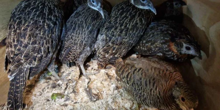 Ein Teil der vom Zoll bei einer Kontrolle in einem Personenwagen entdeckten Fasane in ihrem Käfig.