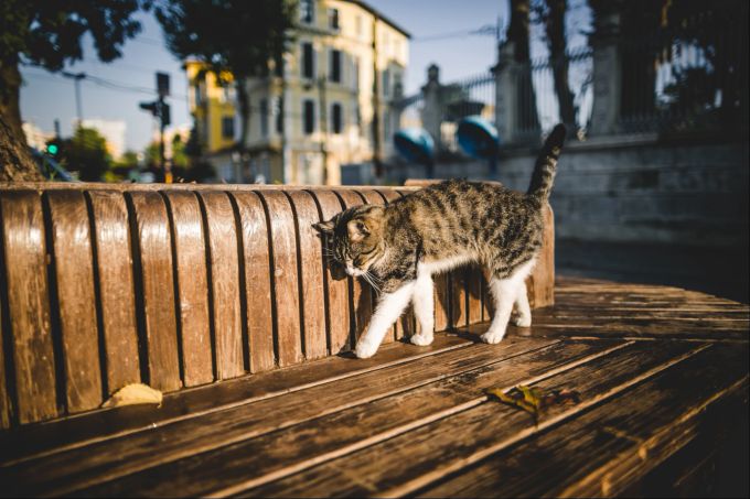 Die Erkrankung tritt häufig bei Katzen im Alter zwischen drei Monaten und zwei Jahren auf. Katze, FIP, Virus, Krankheit