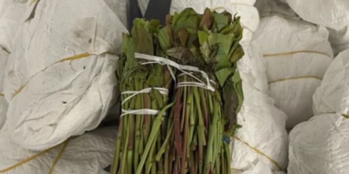 Zürich-Flughafen - Drogenkurier mit 47 Kilogramm Khat verhaftet