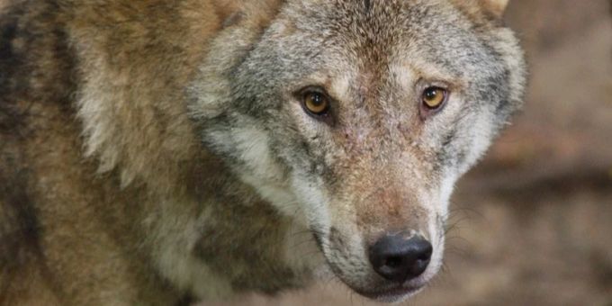 Erste Angriffe auf Nutztiere durch den Wolf seit der Rückkehr des Raubtiers im Kanton Neuenburg. Hier ein Wolf in einem Gehege im Wildpark. (Archivbild) wolf