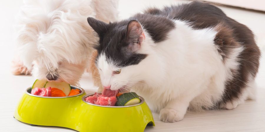 Eine gemeinsame Fütterung kann für Katzen und Hunde beziehungsstärkend sein.