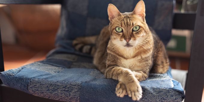 Fast 160 Katzen - Tierhaltungsverbot für Paar in Südfrankreich