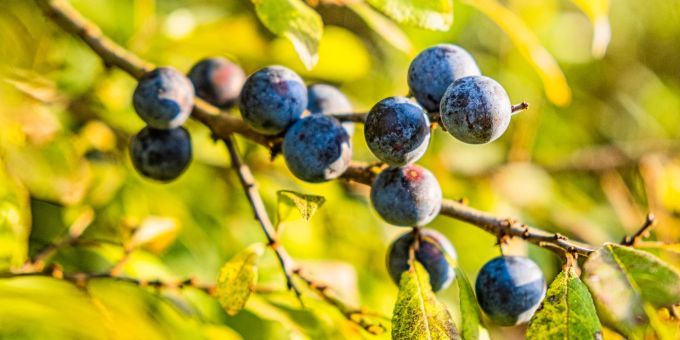 Die dunklen Beeren des Schwarz- oder Schlehdorns sind gerade im Herbst für viele Vogelarten eine wichtige Nahrungsquelle. Schwarzdorn Schlehdorn Vögel Nahrung