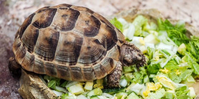 Eine Schildkröte. (Symbolbild) Schildkröte