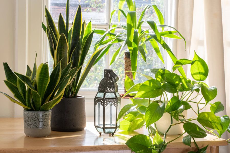 Zimmerpflanzen auf Tisch vor Fenster