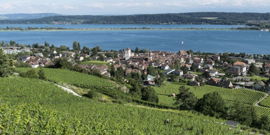 Die Rebhänge bei La Neuveville am Bielersee. Die Sonne wird von der Seeoberfläche reflektiert, was den Reben zugute kommt. (Archivbild)