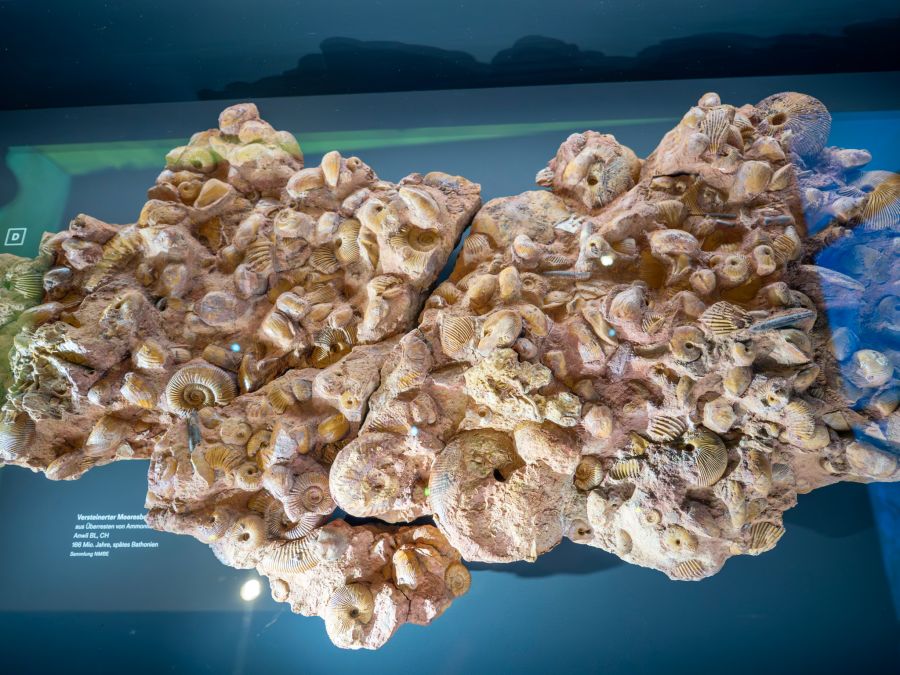 Museum Ausstellung Erde Fossilien