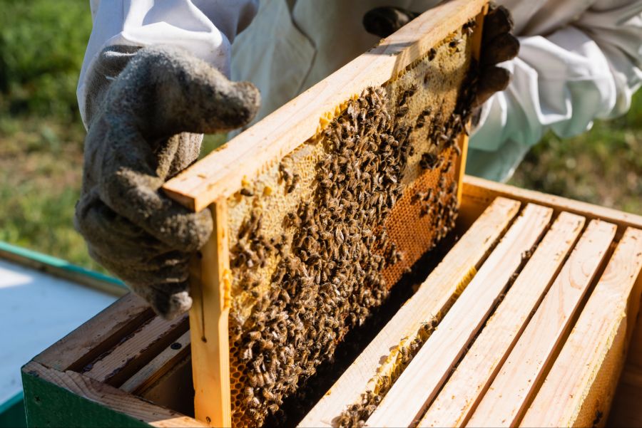 Imker müssen seit langem ein Bienensterben beobachten. Bald könnte es Hilfe für die Insekten geben. (Symbolbild)