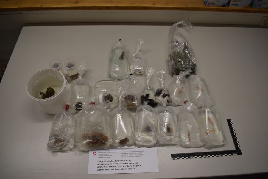 Im Dezember 2019 stellten Zöllner am Grenzübergang Tägerwilen TG bei einem Paar lebende Korallen sicher.