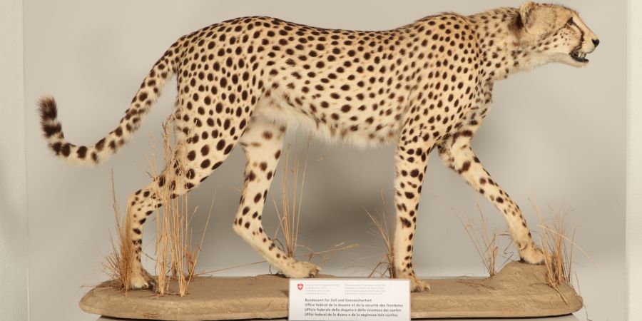 Im Oktober 2022 wollte ein Deutscher mit seinem Privatfahrzeug von Österreich einen ausgestopften Geparden in die Schweiz einführen.