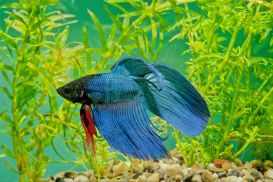 fisch glücklich