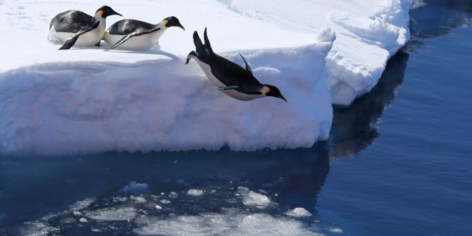 Kaiserpinguine