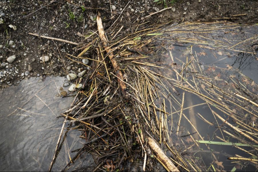 Ein Biberdamm in Riniken AG wurde der Gemeinde zufolge «mutwillig beschädigt». (Symbolbild)
