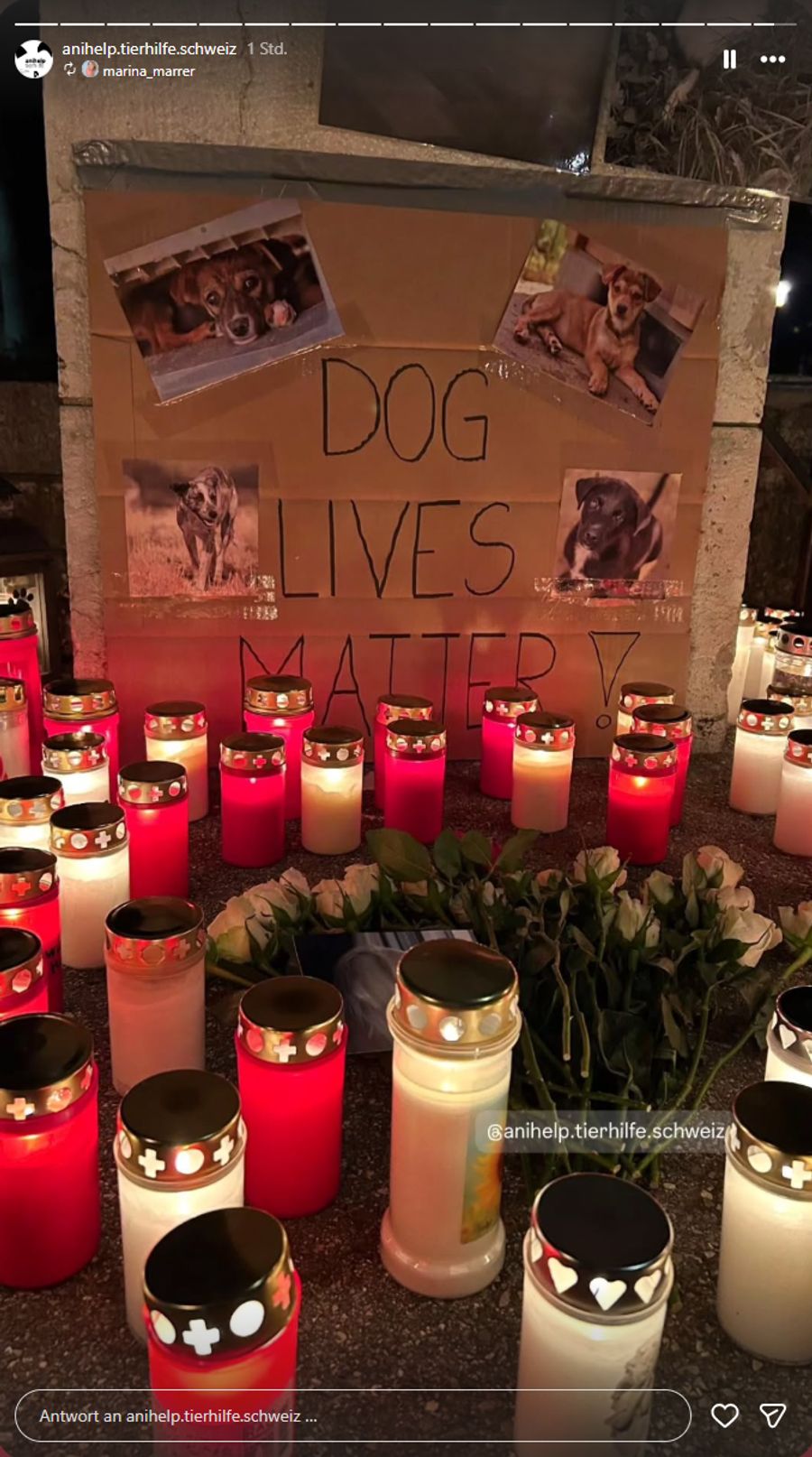 Die trauernden Tierliebhaber betonen, dass auch die Leben von Hunden wichtig sind.