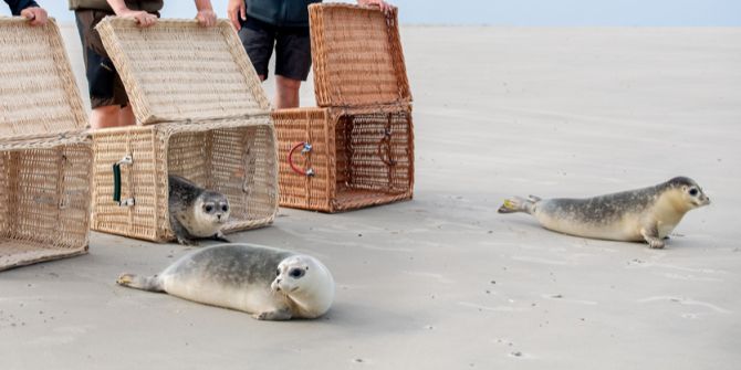 seehunde