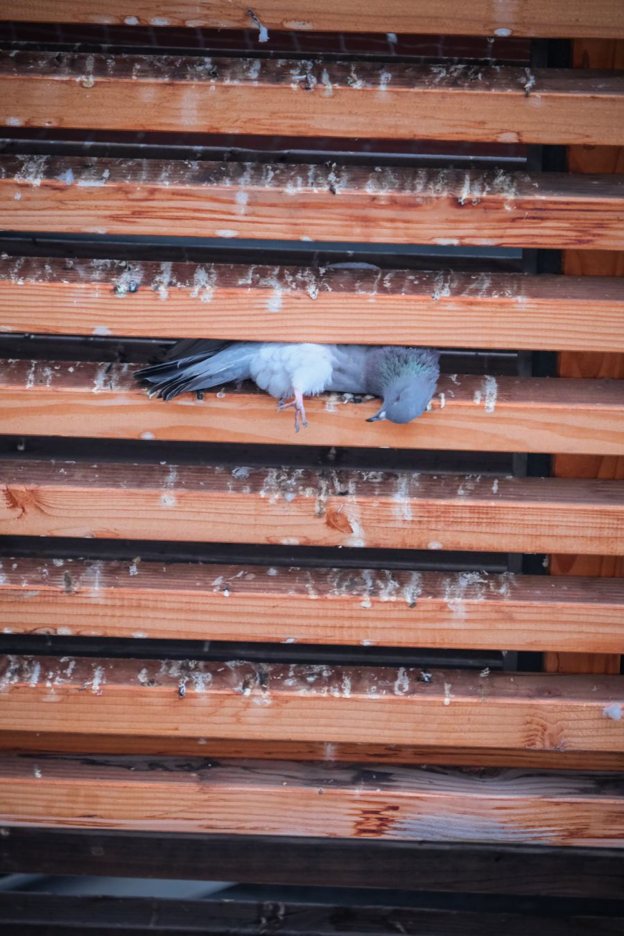 Zwei Tage später entdeckte jemand weitere Tauben im Holzgerüst des Perrondachs am Zürcher Hauptbahnhof.