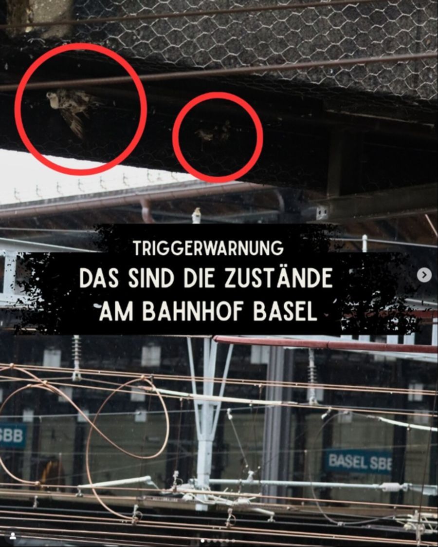 Der Verein Stadttauben Schweiz macht darauf aufmerksam, dass am Bahnhof Basel ähnliche Zustände herrschen.