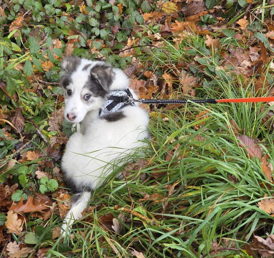 Die Kontakte mit ihr seien «sehr schwierig» gewesen. Dabei wollte sie den Tieren ursprünglich selbst helfen.