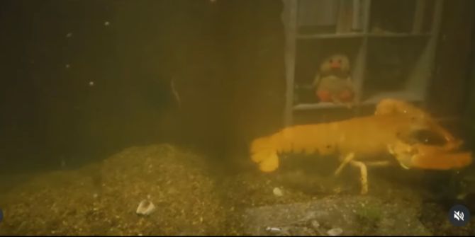 Orangefarbener Hummer