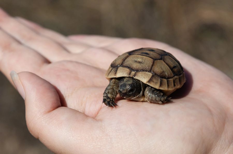 Schildkröte, Hand