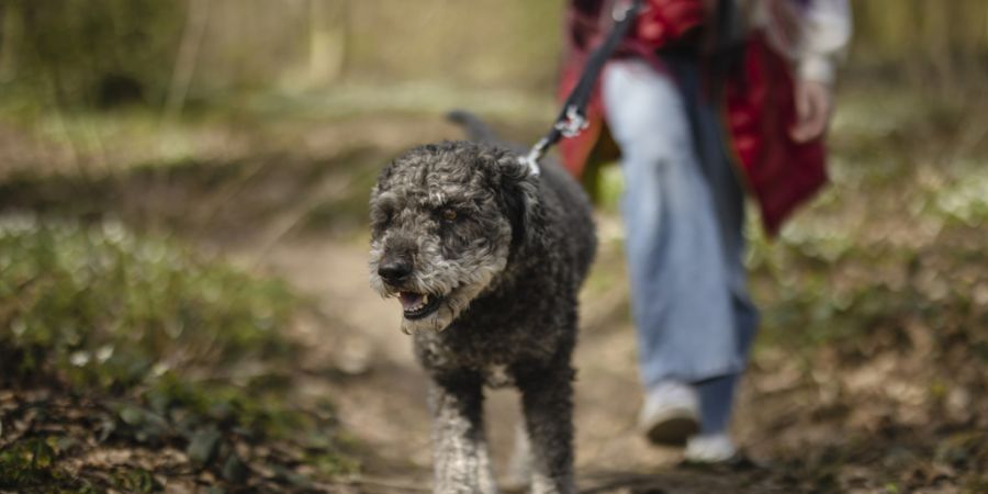 Hunde können jungen Wildtieren im Wald gefährlich werden und müssen deshalb an die Leine. (Symbolbild)