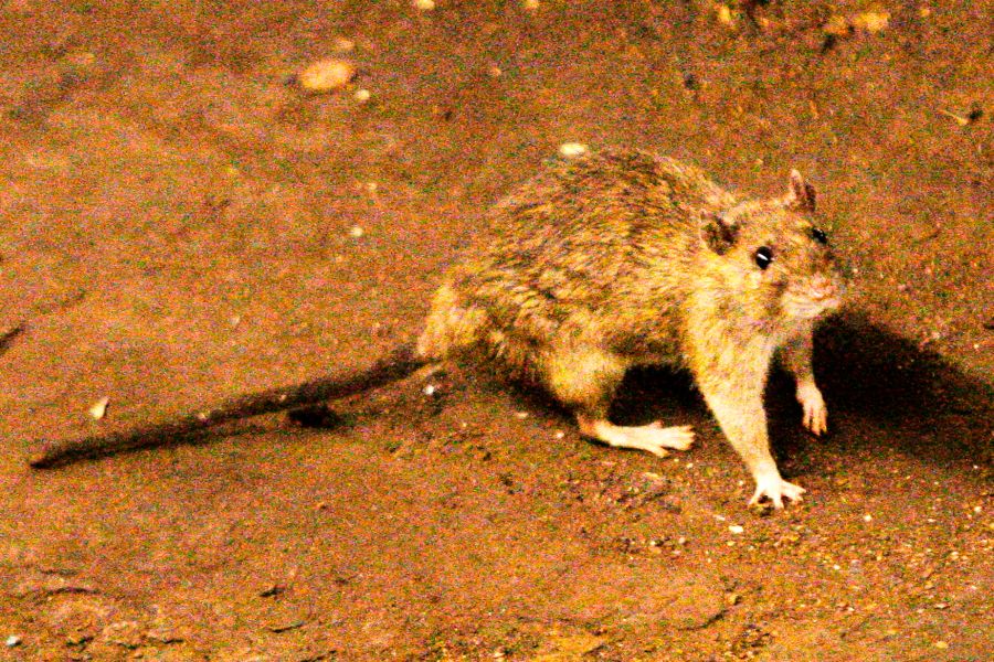 Hantavirus