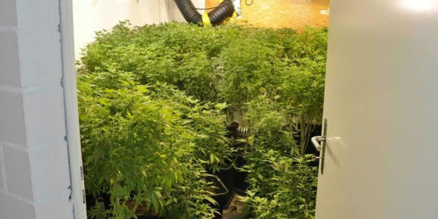 Die Solothurner Kantonspolizei und die Staatsanwaltschaft haben den Kampf gegen Hanf-Indooranlagen verstärkt. (Archivbild)